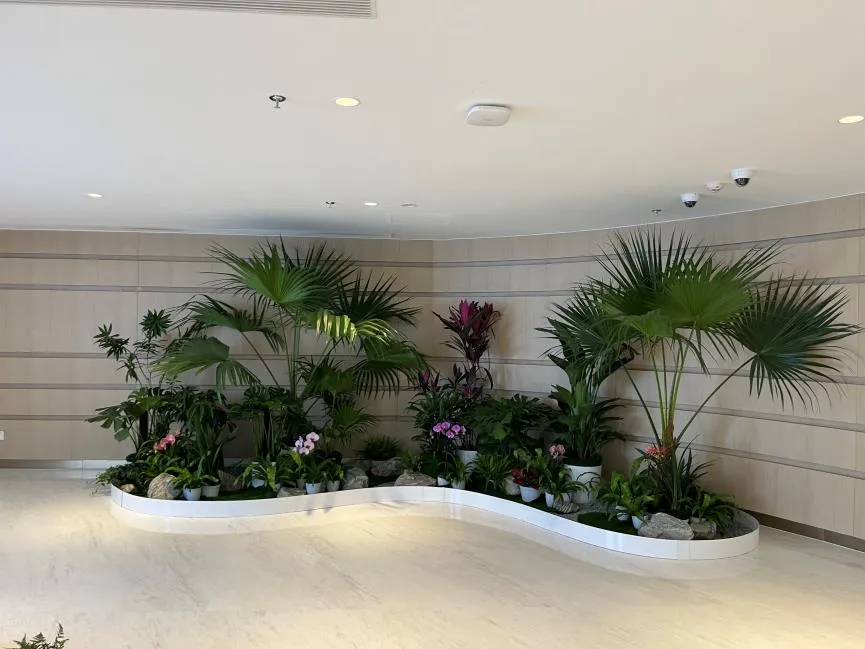 想美化环境？前湾盆景租赁是绝佳选择